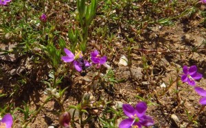 senilis blüte.JPG