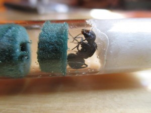 Camponotus herculeanus 1.2