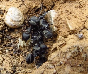 Pummelige Camponotus micans. Nur ein mal gesehen. Tatsächlich noch ein Stück moppeliger als Camponotus ruber.