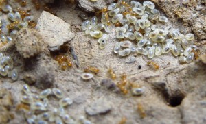 Solenopsis oraniensis mit Geschlechtstierlarven.