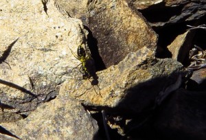 Camponotus foreli schmückt sich mit Zistrosenpollen.