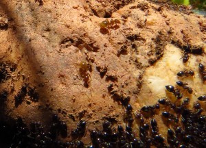 In DE sehr häufig, aber in Südeuropa sehr sehr selten. Lasius cf. flavus sind nur selten an Flüssen zu finden und die Kolonien sind im Vergleich zu unseren sehr klein. Auf dem Foto neben Crematogaster auberti zu sehen (welche hingegen überall leben).