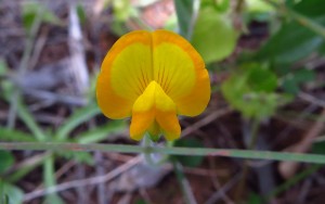 Schöne Blume.