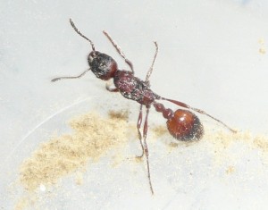 Manica älter (1).JPG