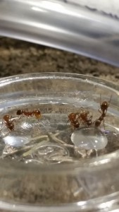 Myrmica rubra beim Honigwasser schlürfen
