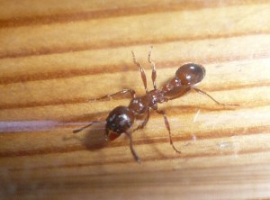 Myrmica sp (1).JPG