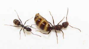 iberoformica gerardi2.jpg