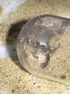 Lasius 2015
