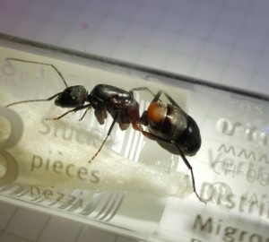 20160806_222039.jpg (1.14 MiB) 1168 mal betrachtet 20160806_222039.jpg