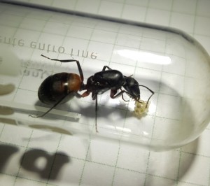 camponotus.jpg (1.34 MiB) 1168 mal betrachtet camponotus.jpg