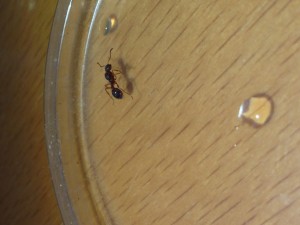IMG_2920.JPG