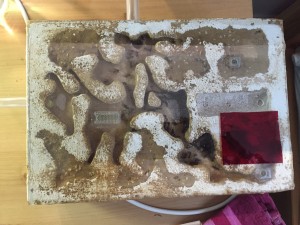 Das Nest (Sand/Lehm Kammerverschluss ;))