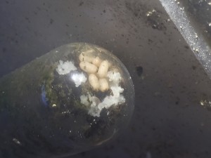 Lasius 2013 mit Eiern im RG