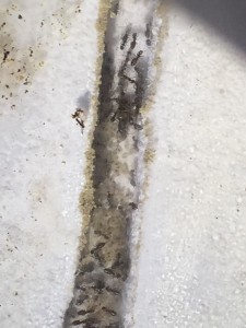 Lasius 2013 ist heute doch mal umgezogen