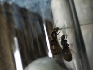 Lasius flavus 2016