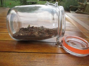 Hier das Einmachglas nur mit kleinen Steinchen und Waldboden.