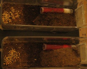 IMG_0834.JPG (1.99 MiB) 2080 mal betrachtet Nest/Arena - je Becken eine Königin<br />Das schwarze ist die Heizmatte mit 16 Watt die auf 40% gedimmt ist.<br />Die Reagenzgläser sind verlassen die Nester sind daneben in der Erde.