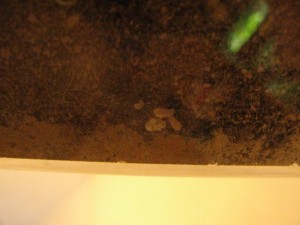 IMG_0835.JPG (1.77 MiB) 2083 mal betrachtet erkennbare Brut auf dem Boden eines der Becken