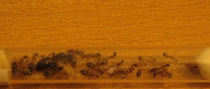 IMG_0917.JPG