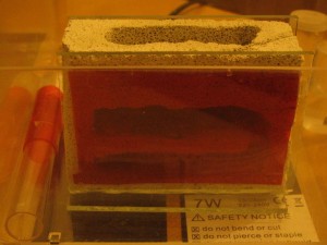 IMG_0965.JPG