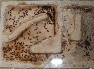 160702_Zählung.jpg