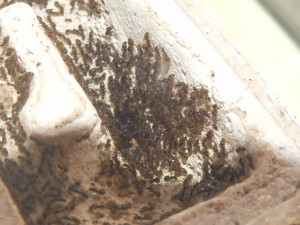 160814_Zählung_2.JPG