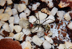 Camponotus singularis_2.jpg