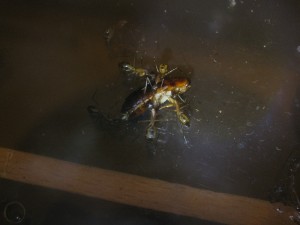 IMG_1029.JPG