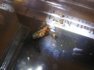 IMG_1032.JPG