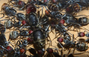 Camponotus singularis.jpg