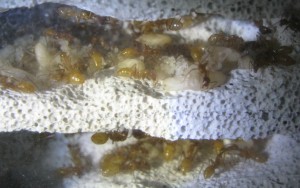 Brutkammer - die Königin ist aktuell an der Decke unterhalb der Brutkammer