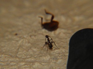 DSCN8273.JPG