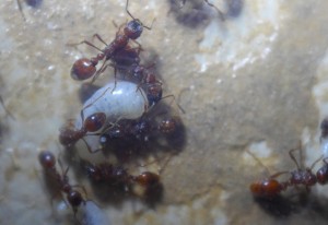 Manica rubida mit Larve _1.jpg