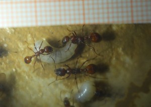Manica rubida mit Larve _2.jpg