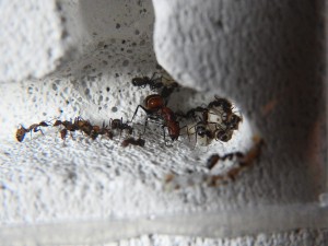DSCN8330.JPG