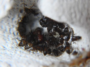 DSCN8792.JPG
