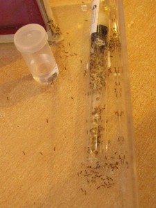 IMG_1241.JPG (1.95 MiB) 5705 mal betrachtet IMG_1241.JPG