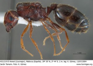 Pheidole teneriffana