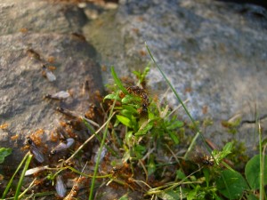 S7000343.JPG