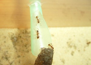 Myrmica 1-min.jpg