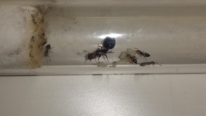 Crematogaster_20170208.jpg