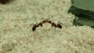 Trophallaxis