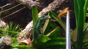 Anolis coelestinus