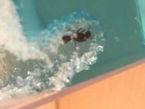 IMG_0942.JPG