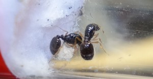 Solenopsis oder Tetramorium?