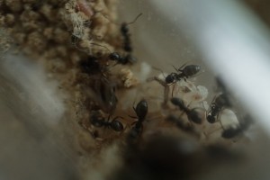 Lasius niger mal in die Gründungskammer geschaut