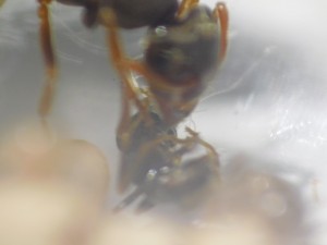 img0005.jpg