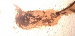 20170413_110821-1.jpg