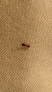 Pheidole sp. ?