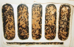 Camponotus ligniperda Nest.jpg